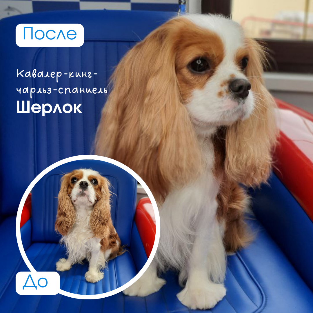 Кавалер-кинг-чарльз-спаниель Шерлок