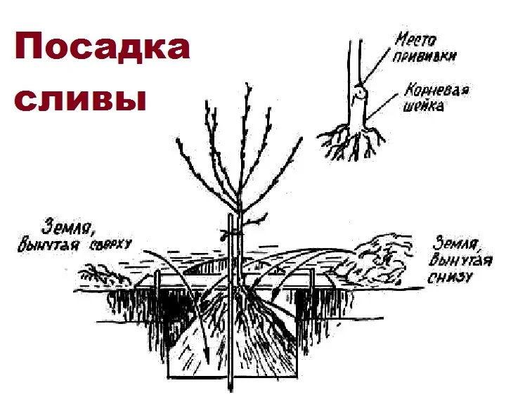 Как посадить алычу весной