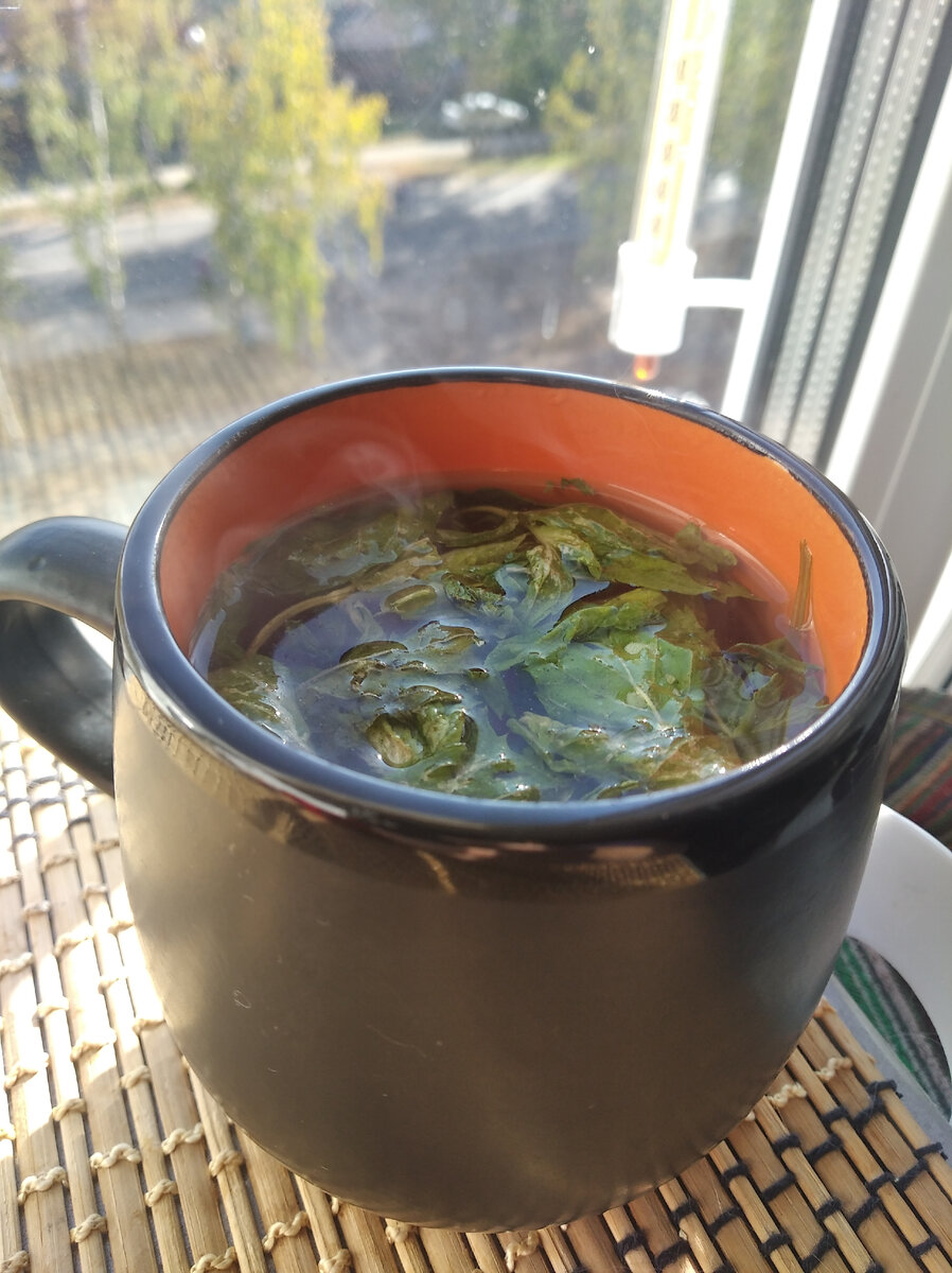 Нежные, темно-зеленые листья лекарственного растения обладают множеством положительных свойств и являются одним из лучших профилактических средств, не только помогая при лечении различных недугов, но и положительно влияя на иммунную систему и организм в целом. 