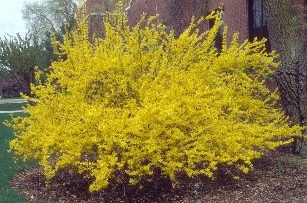 Кустарник форзиция фото. Форзиция Линвуд Голд. Форзиция Meadowlark. Форзиция Мелидор. Форзиция Мари д'ор.