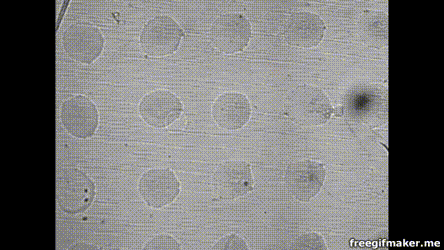 Разрыв плёнки