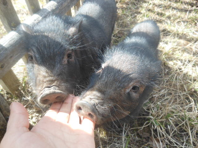 2016 год, наша деревня