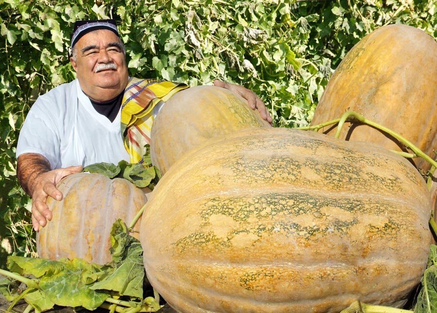 хоккайдо (кабачковая) тыква:. фаршированная тыква с рисом. жаркое в тыкве в духовке с мясом. плов с тыквой по азербайджански. зимняя тыква.