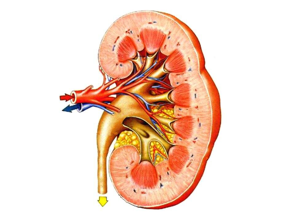 Почка в разрезе рисунок
