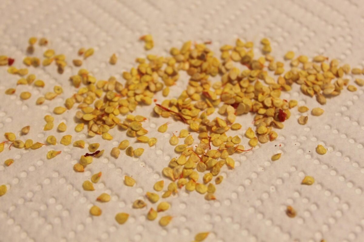 Семена перца на рассаду