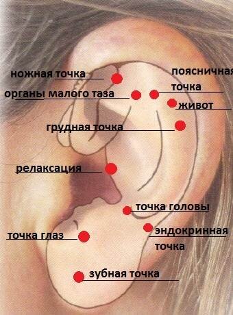 Окружность уха где находится у человека фото