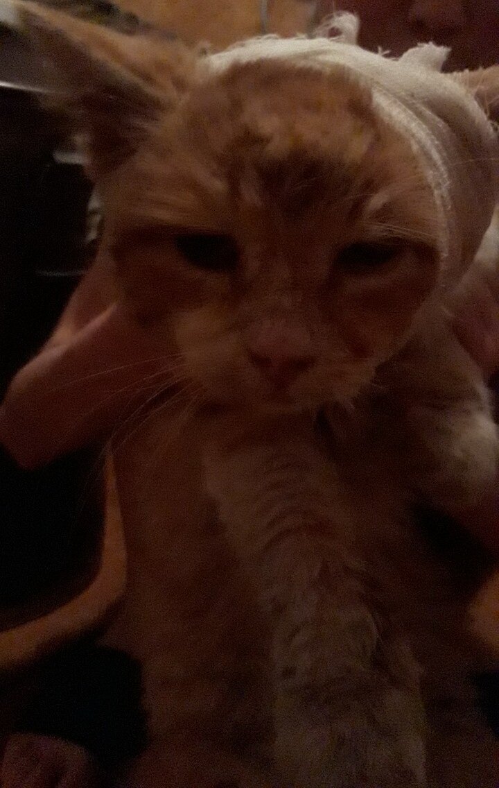 Так выглядит мой знакомый кот-производитель (правда уже бывший). Фото из личного архива автора.