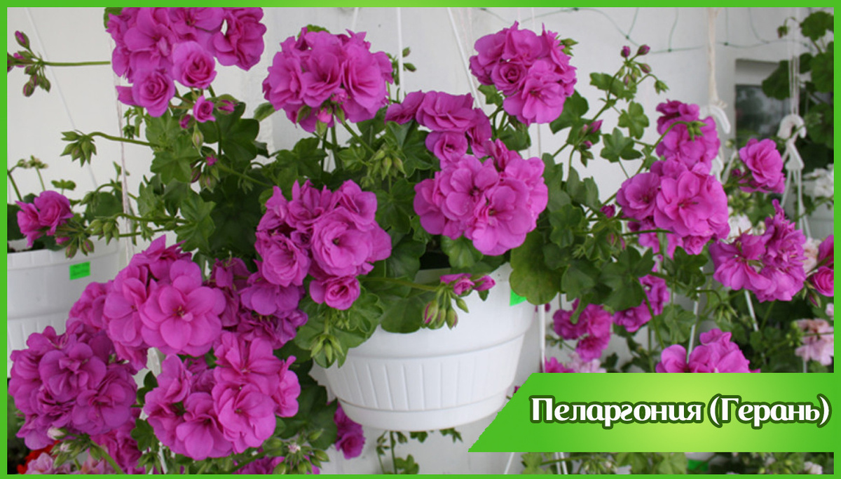 Изображение взято с общедоступного ресурса Яндекс Картинки