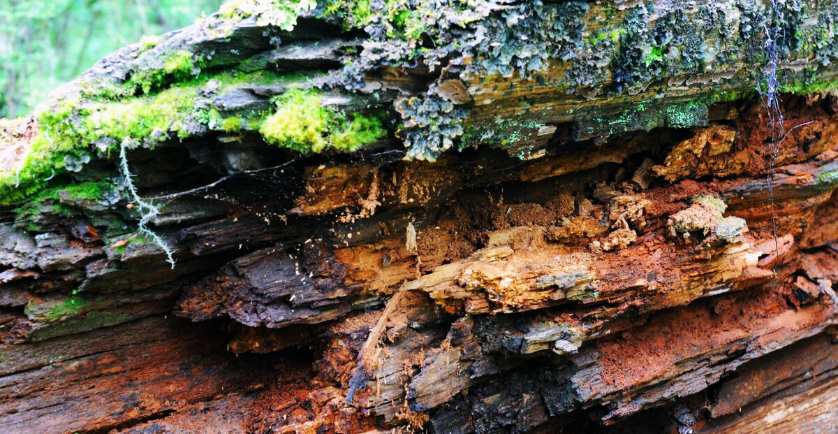 гнилая древесина