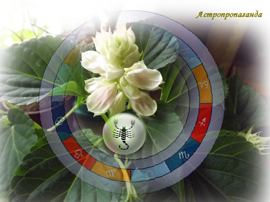 Коллаж Нины Стрелковой.