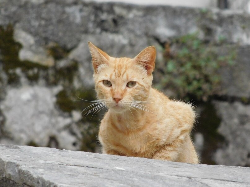 Рыжое котэ в Которе