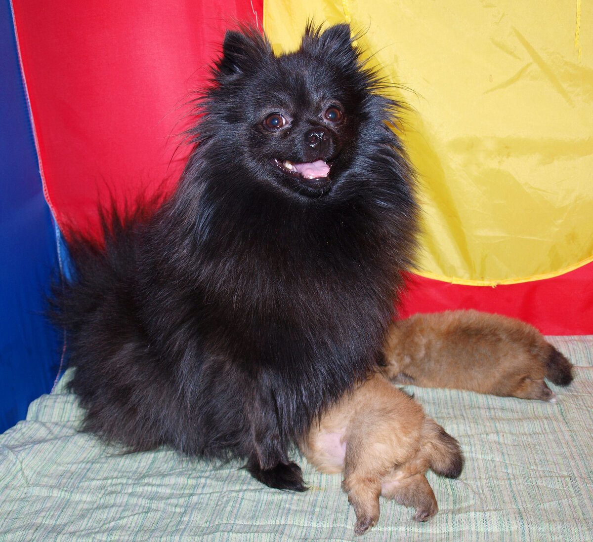 Алька с детками