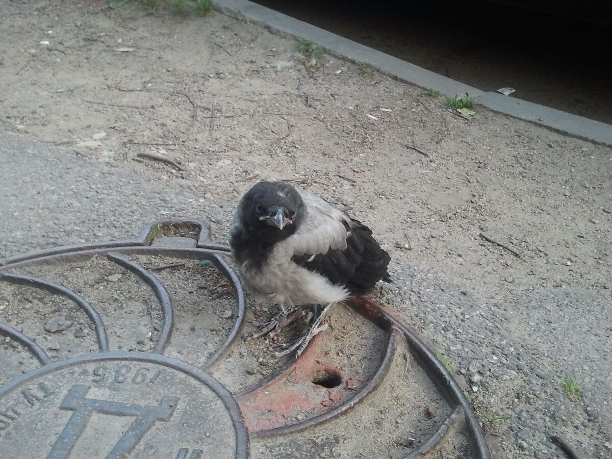 Вороненок упавший из гнезда