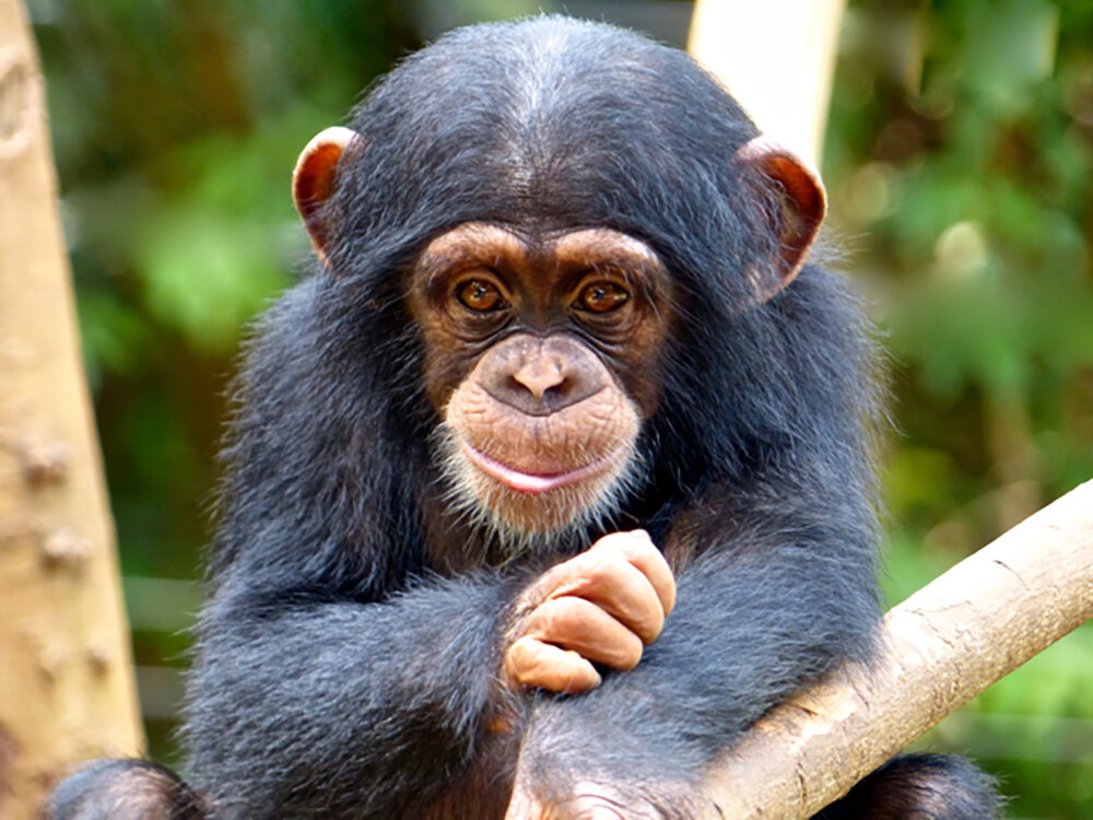 Самое умное животное. Tacugama Chimpanzee Sanctuary.