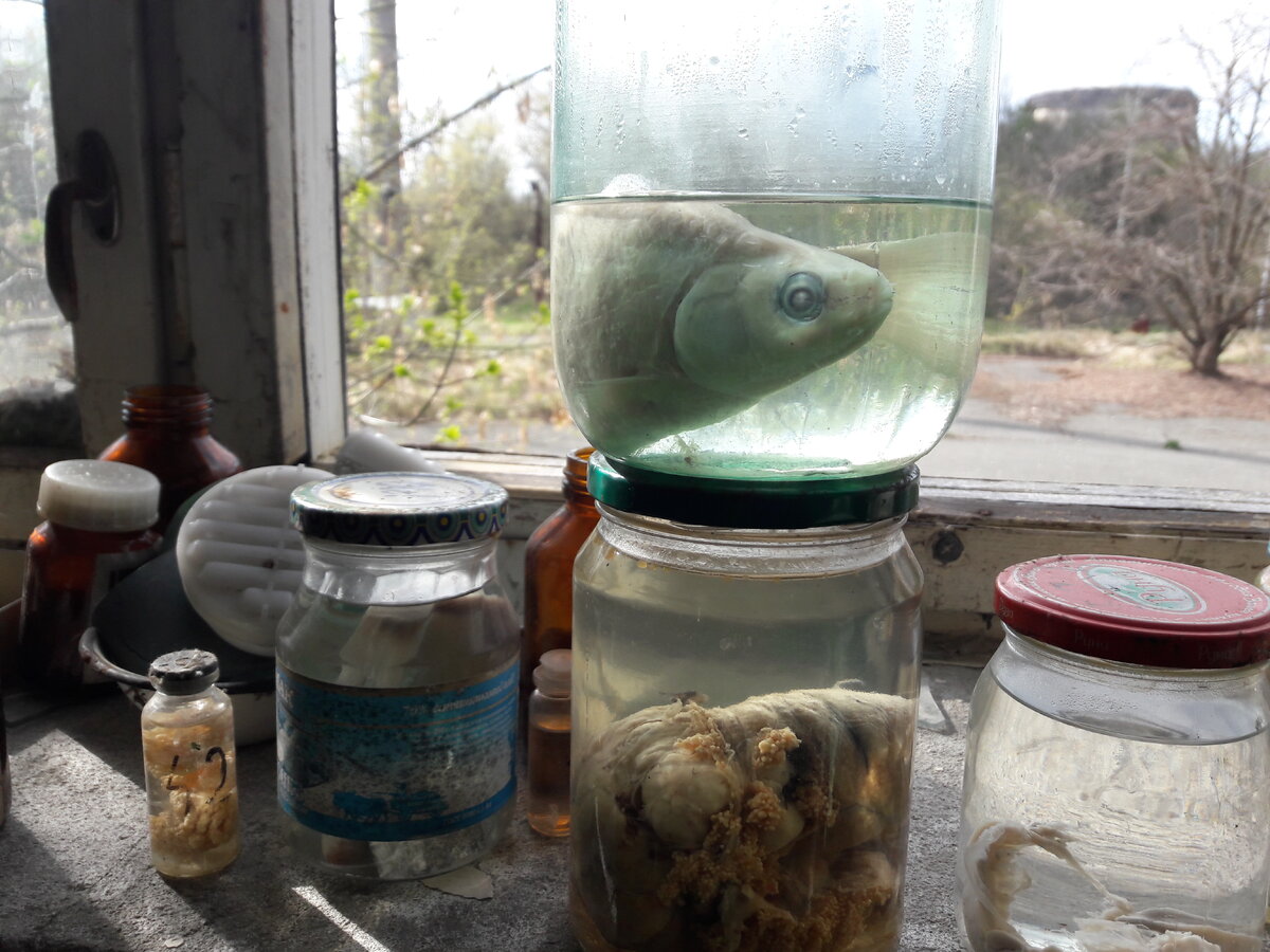 лаборатории в припяти. сталкер бункер ученых янтарь внутри. лаборатории чернобыля. лаборатории в припяти. чернобыль секретная лаборатория.