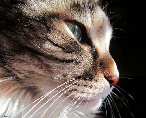 Почему у кошки горячий нос. | Лапа помощи | Дзен