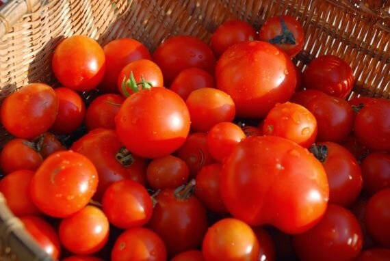 Подготовка томатов