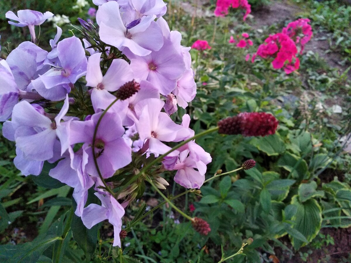 Кровохлёбка лекарственная в паре с флоксом смотрится очень мило