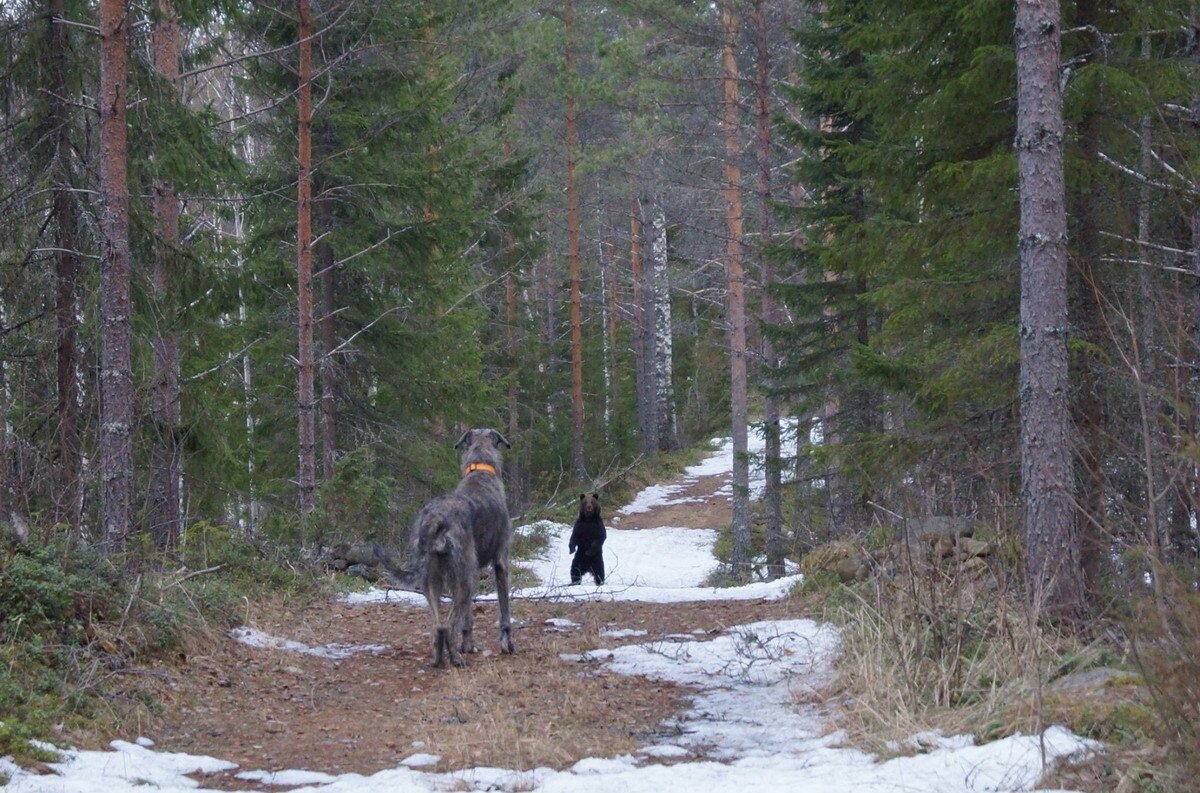 Карелия медвежья тропа