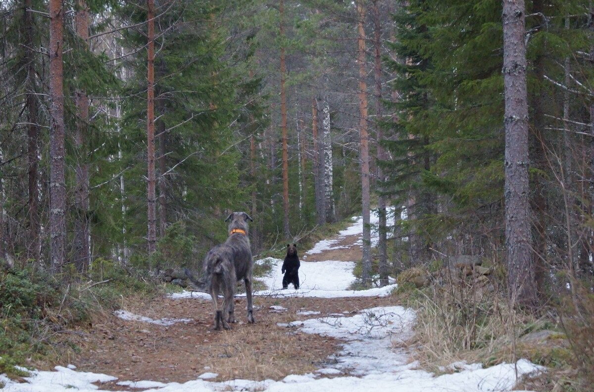 Медведь в природе при встрече