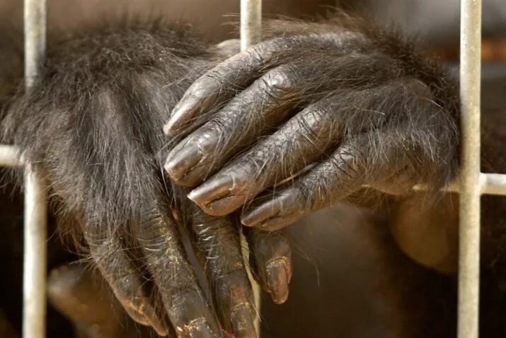 Шимпанзе конечности. Рука обезьяны. Ногти шимпанзе.