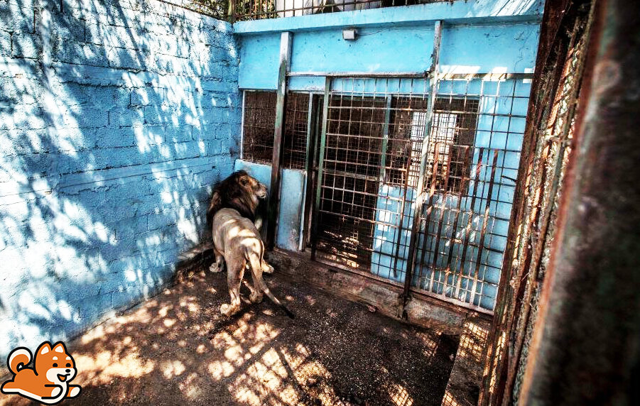 Лев в вольере