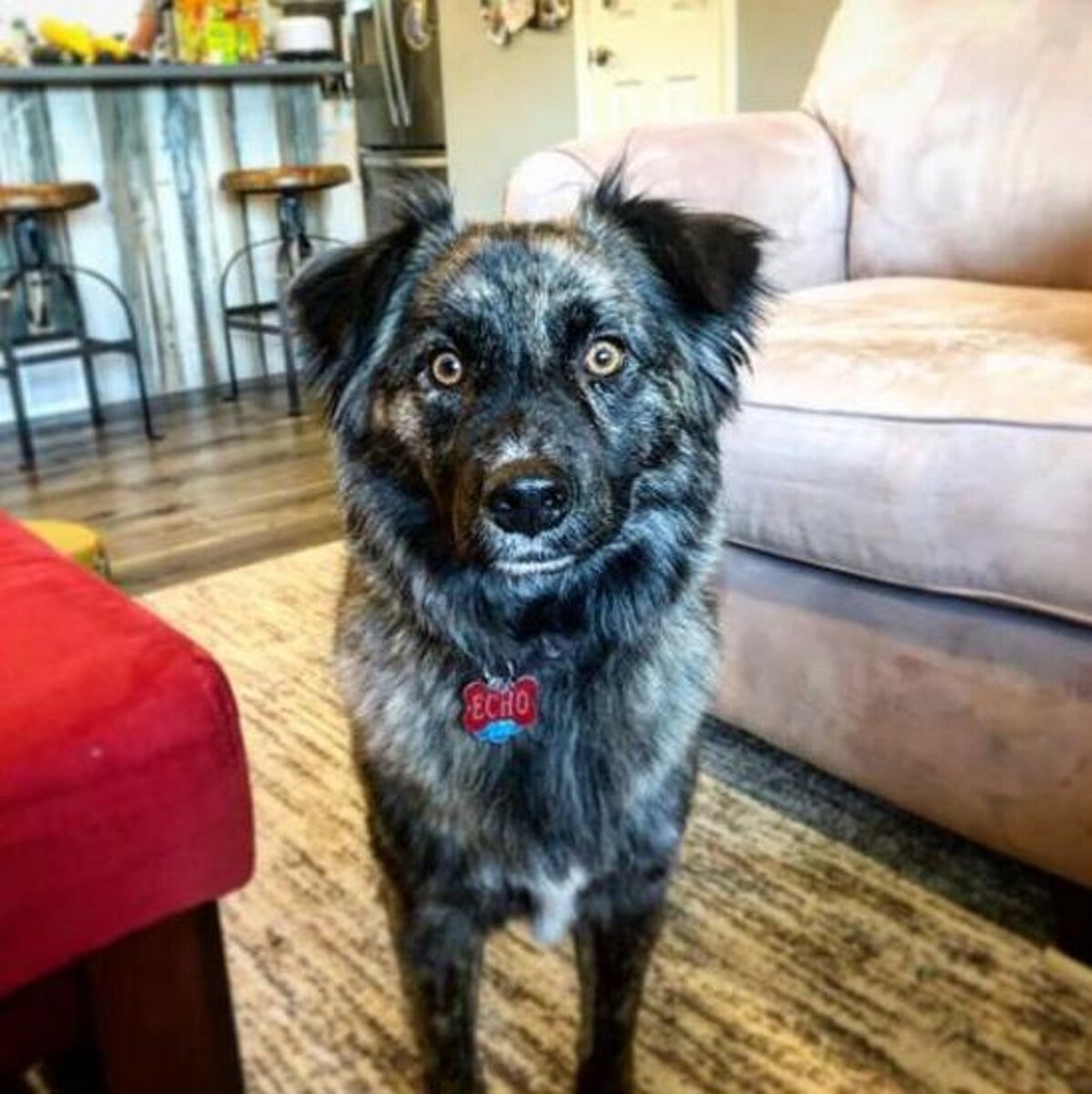 Рюккю Ину в домашних условиях