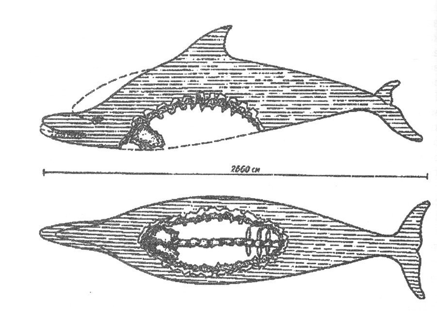 Схема укусов на мертвой афалине (взято из открытых источников)