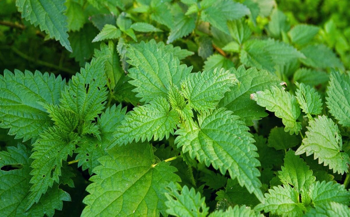 Источник фото: Яндекс.картинки