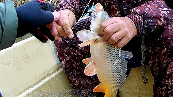 Маленьких сазанчиков отпускаем