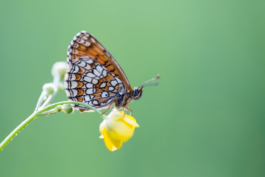 Перламутровка Селена
