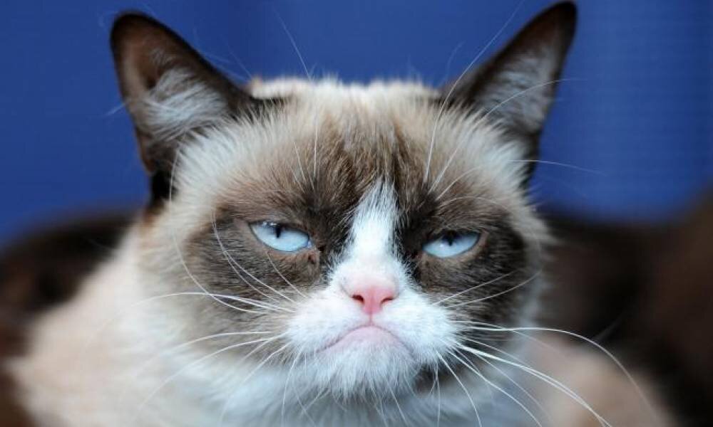 Grumpy cat(Сердитый кот)