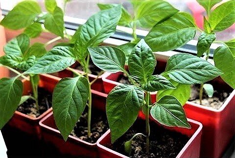 Фото Яндекс. Картинки. 