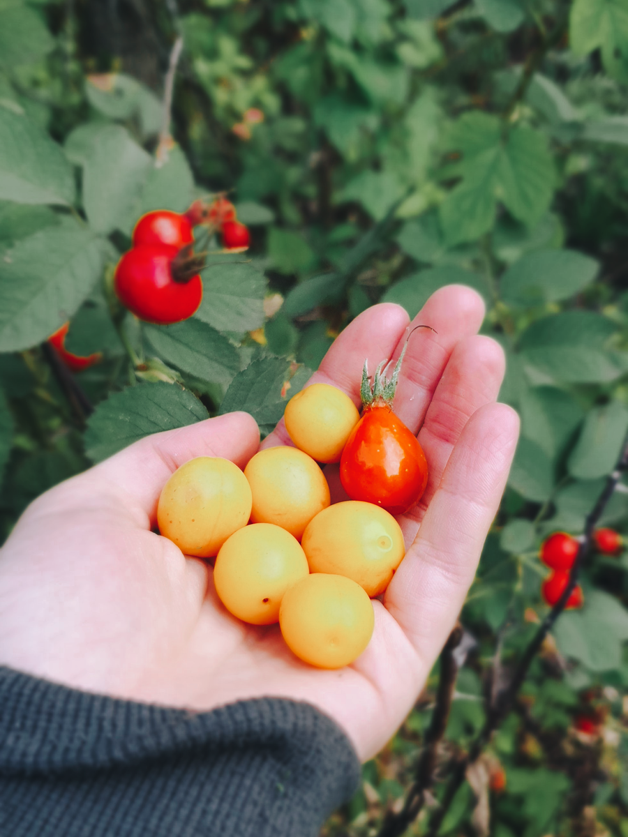 Дикая алыча с огорода лесничего