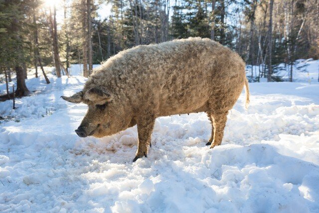 Мангалица. Изображение с интернета.