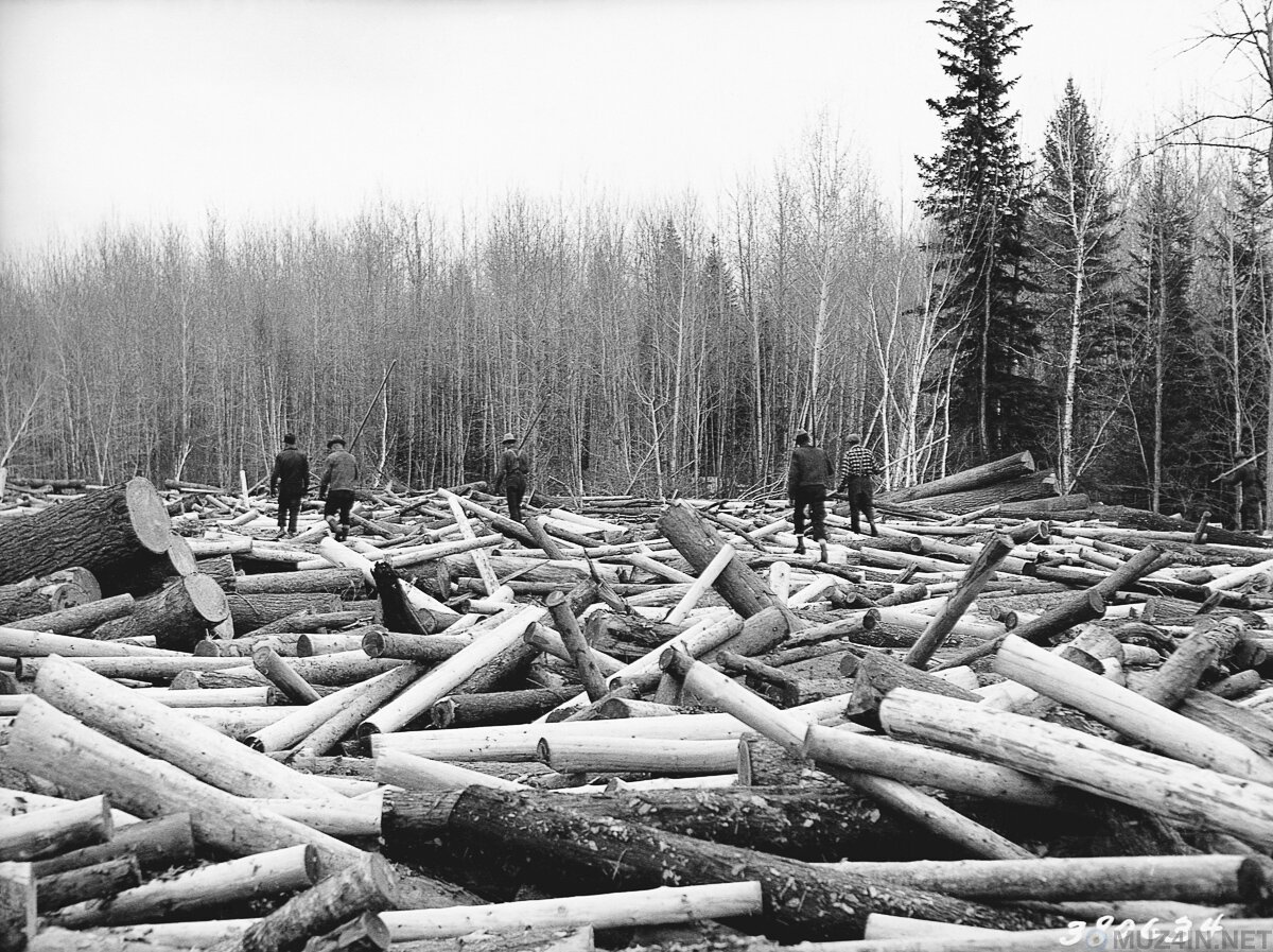 Лесорубы и гигантские деревья 1892-1937