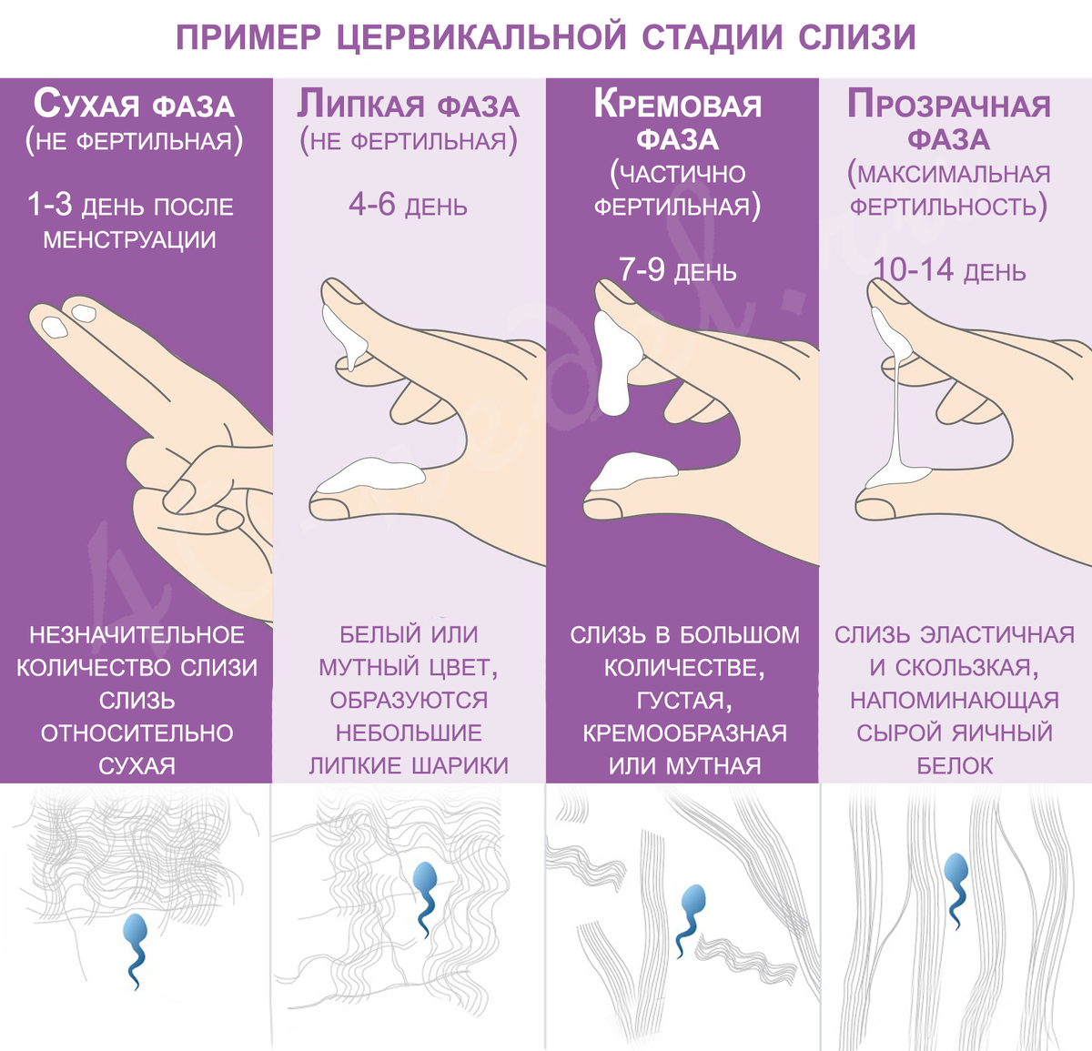 Влагалищные выделения - Проблемы со здоровьем у женщин - Справочник MSD Версия для потребителей