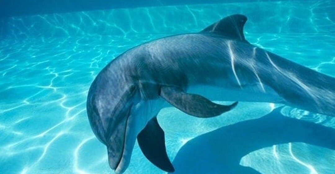 Dolphins sleep with one eye. Дельфины спят. Спящие дельфины. Дельфины под водой.