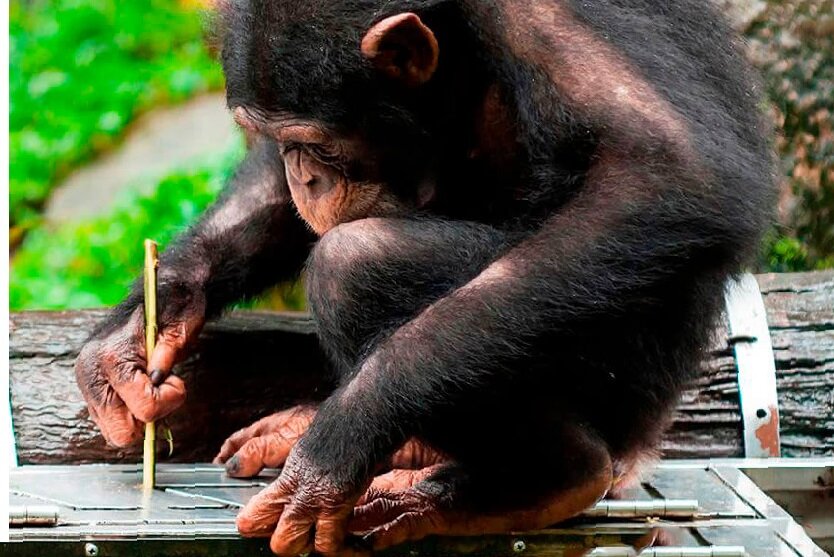 Фото из открытых источников