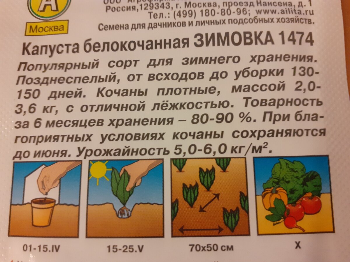 Описание капусты Зимовка, фото автора