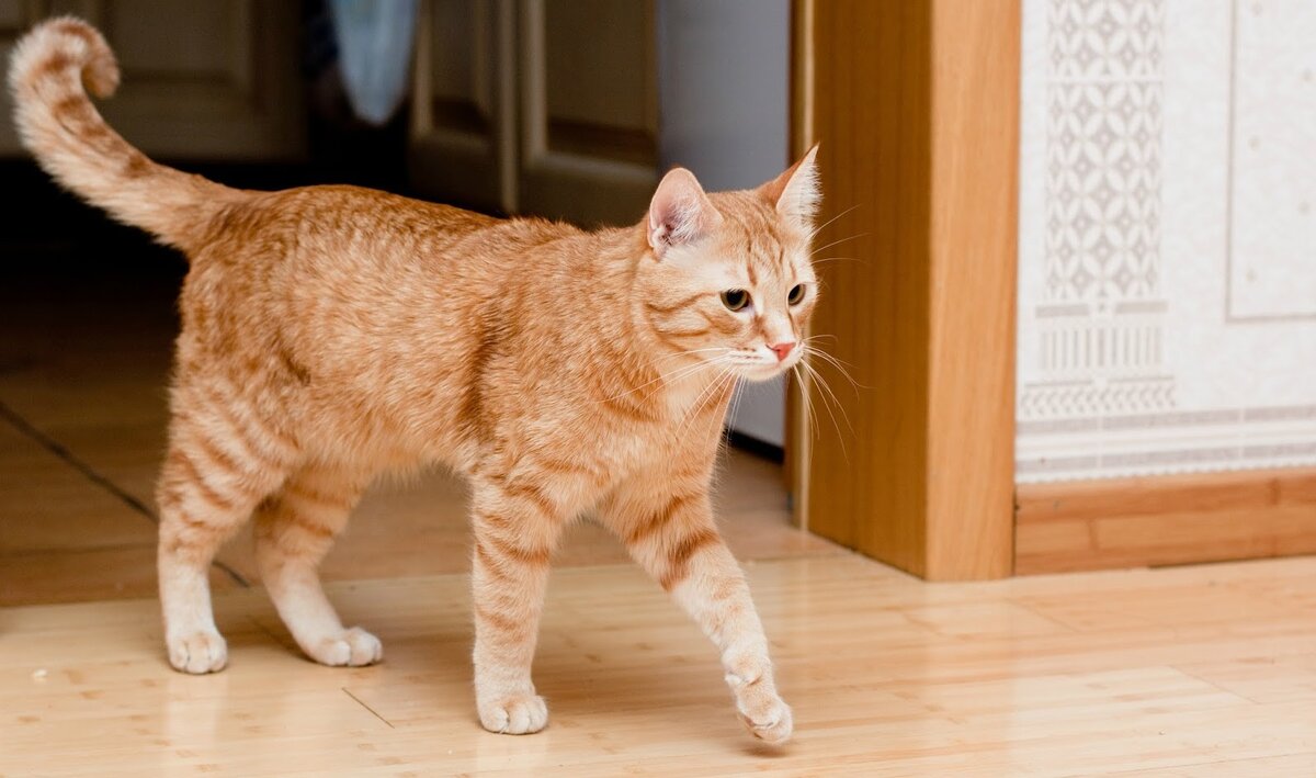 Фото опять не мое - тогда всем было не до фото) Взято с Яндекс Картинки