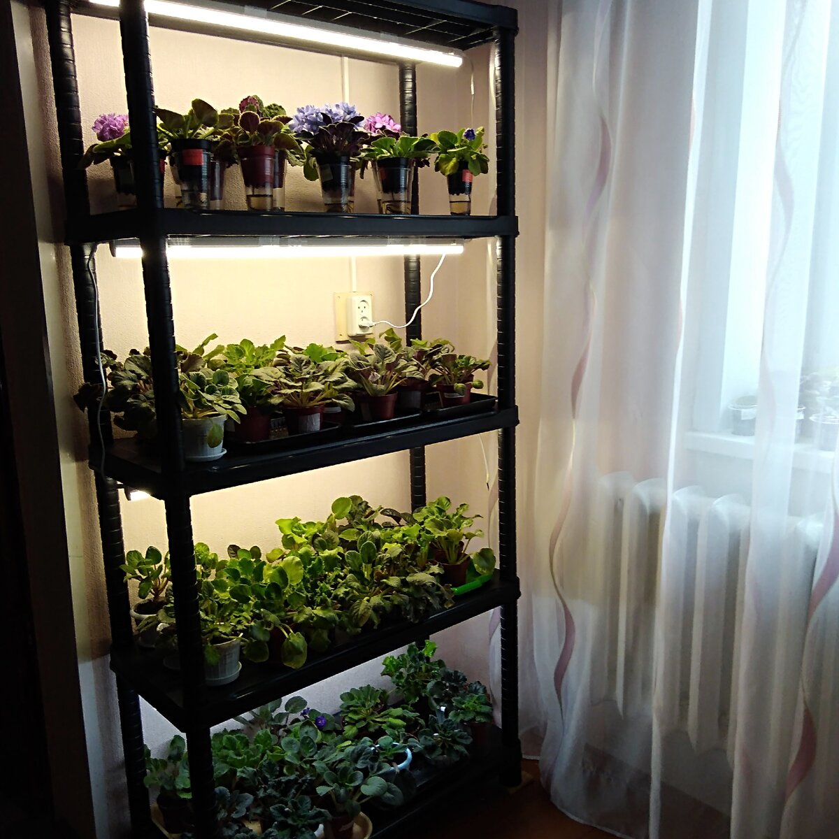 Стеллаж с фиалками