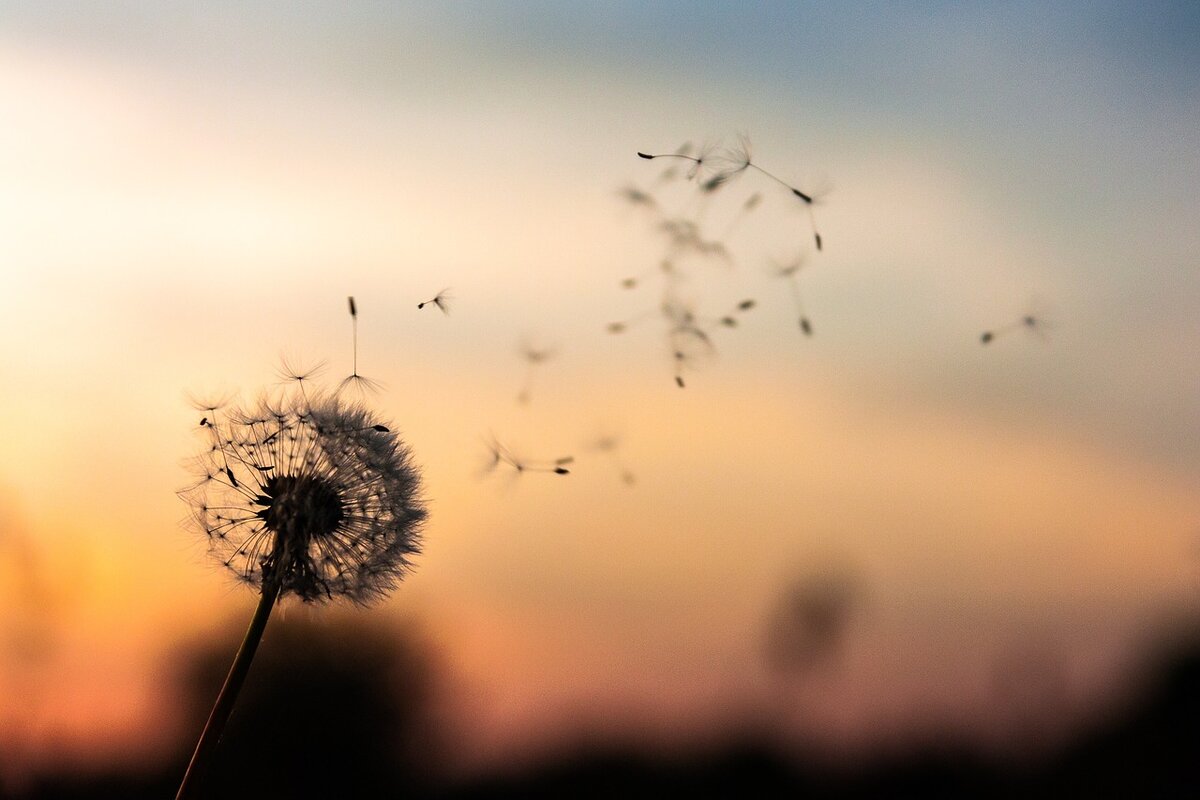 фото с pixabay.com
