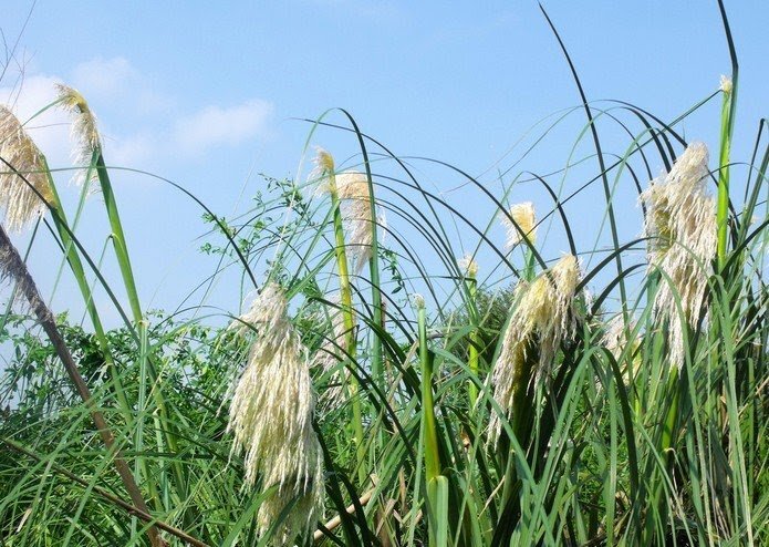 Так выглядит Phragmites communis