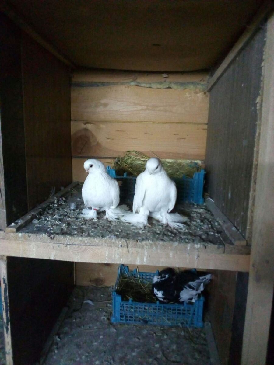 Скучает пара голубей не выпускают их теперь на свадьбах на удаленке женятся теперь не полетаеш сильно виртуально 