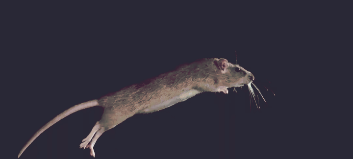 А она ка-а-к подпрыгнет, да выше меня. Такой полет я запомнила на всю жизнь.                                 Страх придал ускорение мне моментом. Очнулась на работе, занимаюсь делом                           уже, на автомате похоже. Больше я их не трогаю и не пугаю, жду когда сами уйдут.                    А вас пугали животные? 