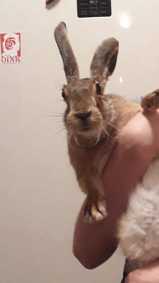 Наш красавец!