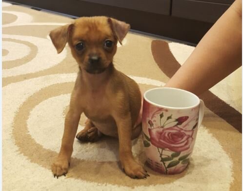 Как вы думаете, в чём необычность этой собаки?