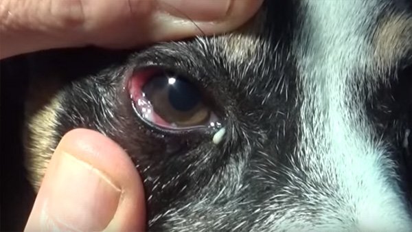  Конъюнктивит. https://dogcatfan.com/uploads/posts/2018-05/1525184801_conjunctivitis-in-dogs.jpg  