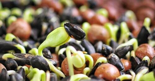 Пророщенное зерно подсолнечника является источником необходимых витаминов, микроэлементов и прочих полезных веществ, необходимых для правильного функционирования организма человека. Особенно это актуально в зимне-весенний период, когда нужна дополнительная стимуляция иммунитета. Ростки семечек вполне можно употреблять как самостоятельное блюдо, или же использовать их как дополнительный ингредиент к котлетам, салатам, паштетам, фруктовым смузи, соусам и другим блюдам.

Получить ростки семян подсолнечника в домашних условиях не составит особого труда. Главное – придерживаться некоторых советов. Выбрать качественные семена последнего урожая можно на сайте https://33stakana.com.